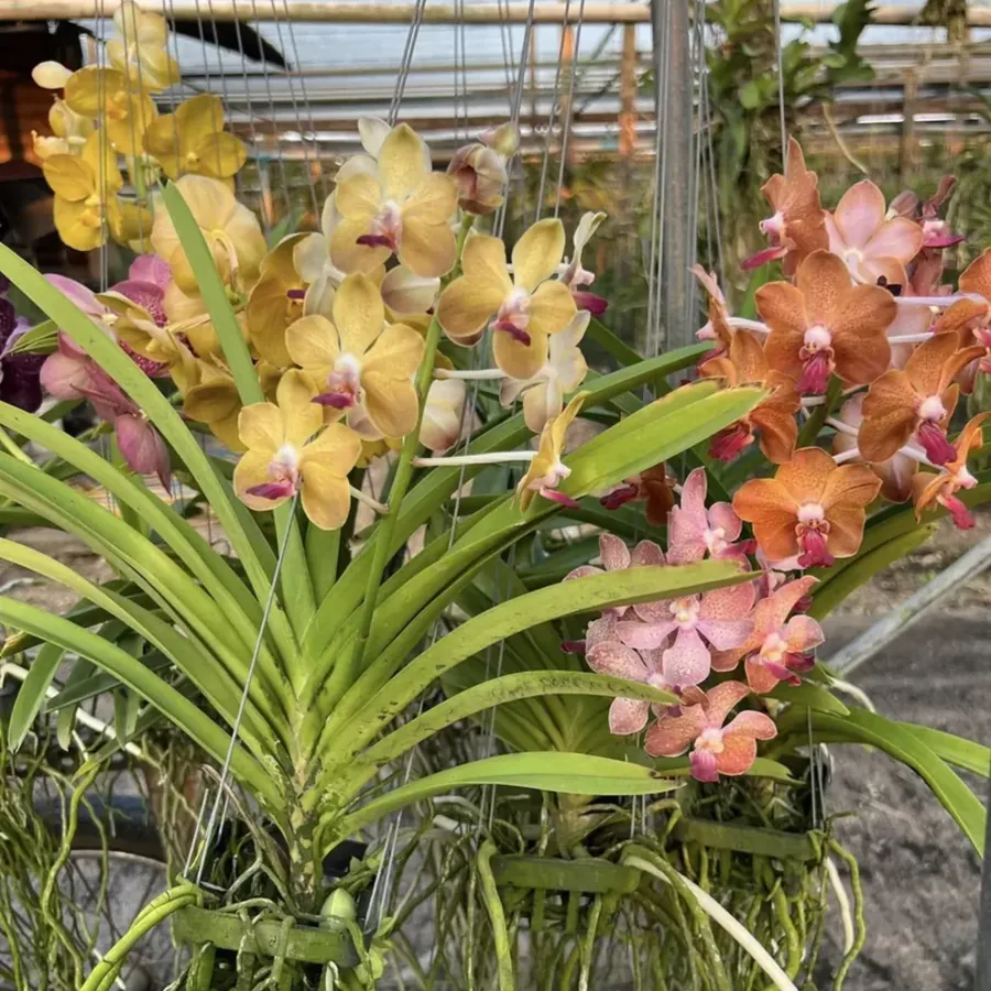 Vanda — Jeune plant surprise