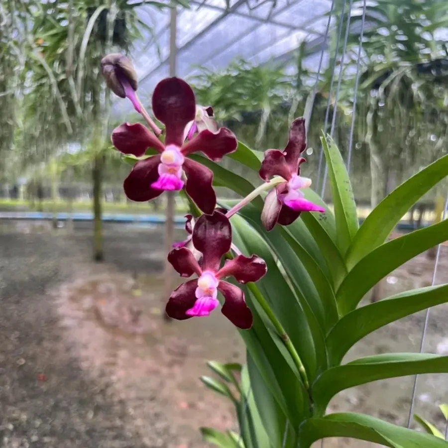 Vanda parfumée — Jeune plant
