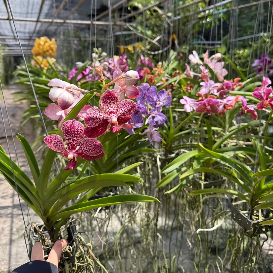 Vanda rare — Jeune plant