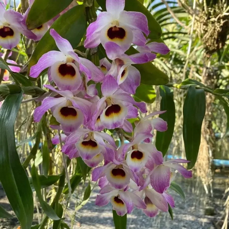 Dendrobium Orchid Seedling, Mixed