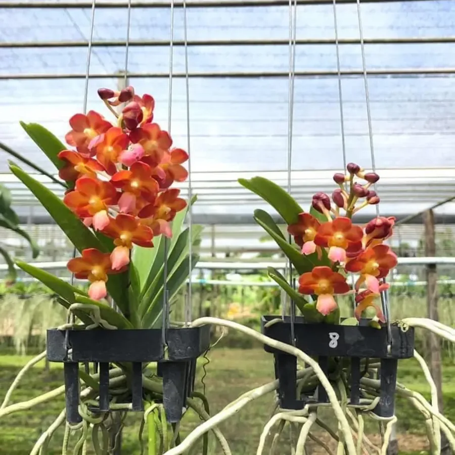 Vanda Hybrid Orange