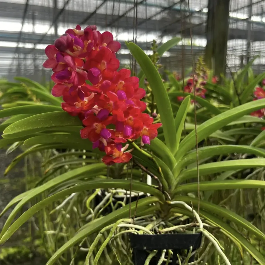 Hybrid Thai Vanda Orchid Ruby
