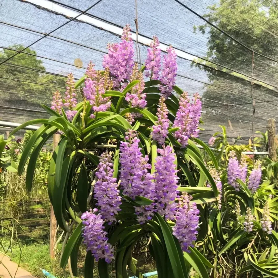 Orchid Vanda Coelestis Blue/Purple