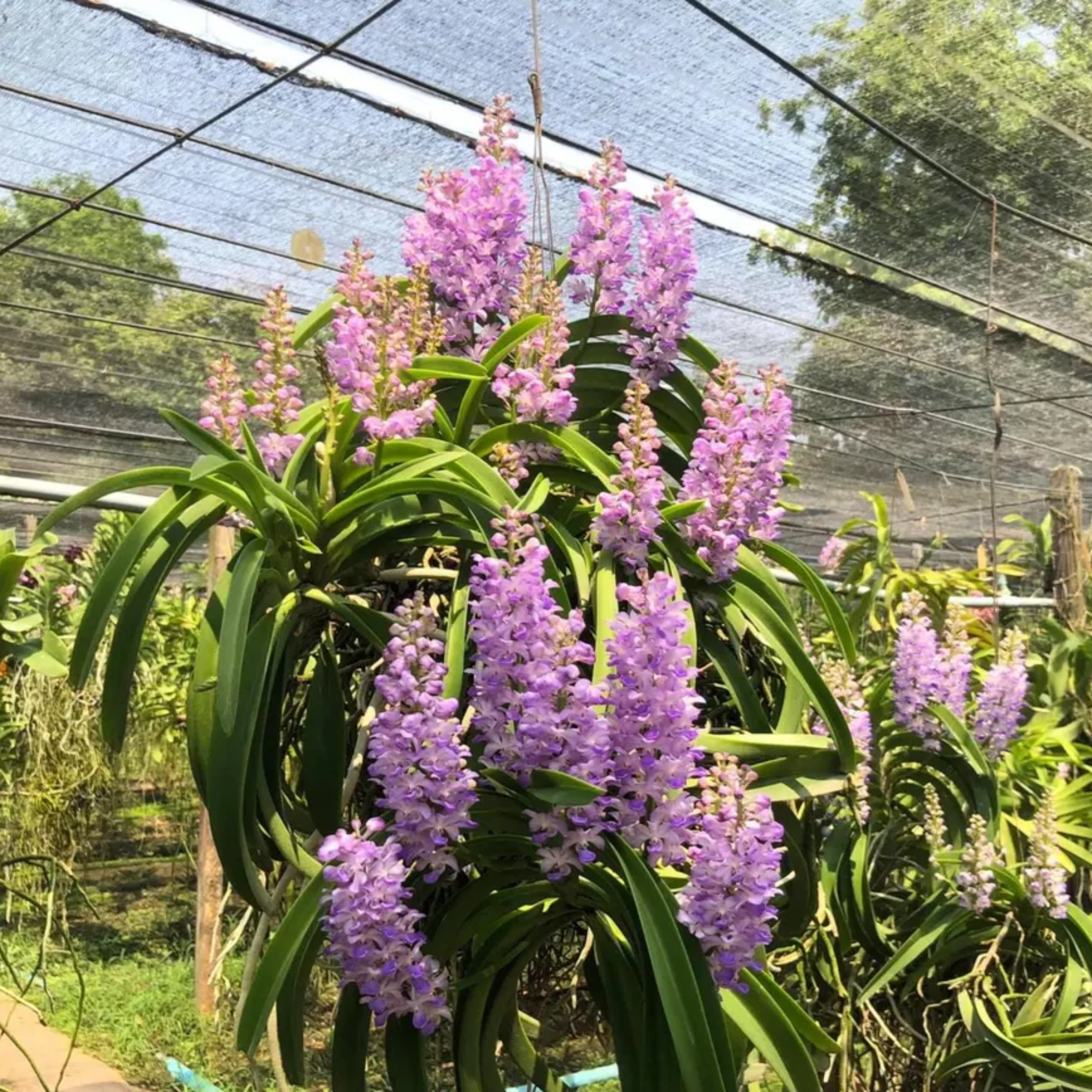 Orchid Vanda Coelestis Blue/Purple