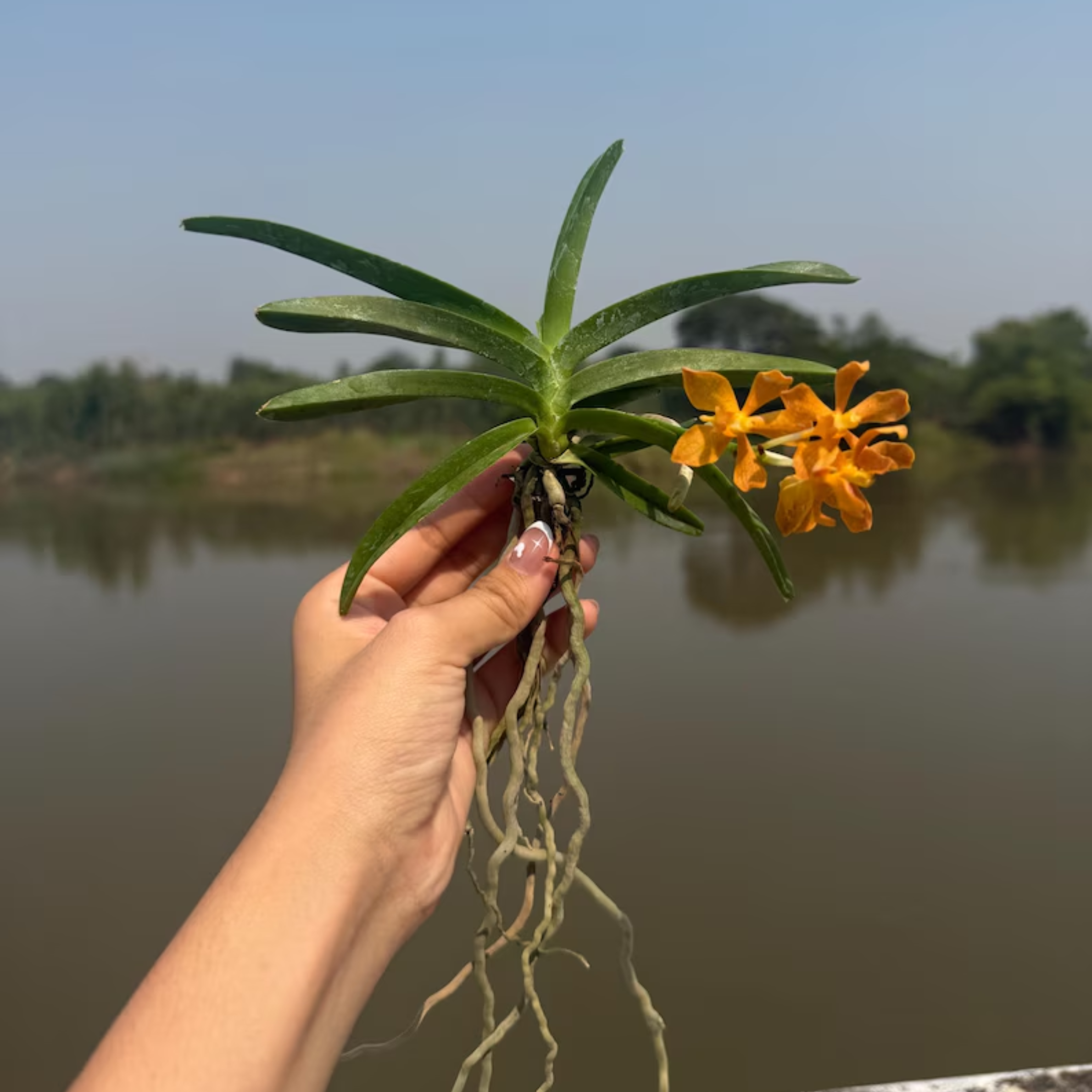 Mini Vanda OrchidMixed Colors