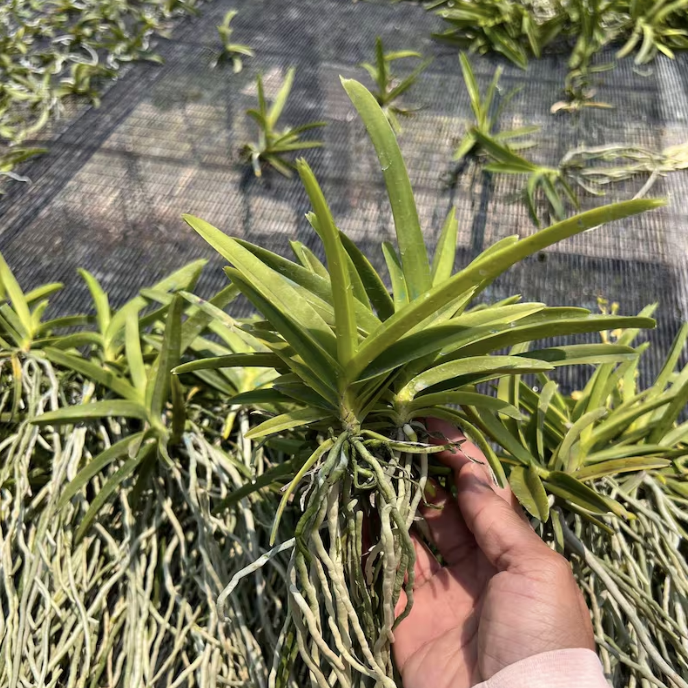 Mini Vanda OrchidMixed Colors