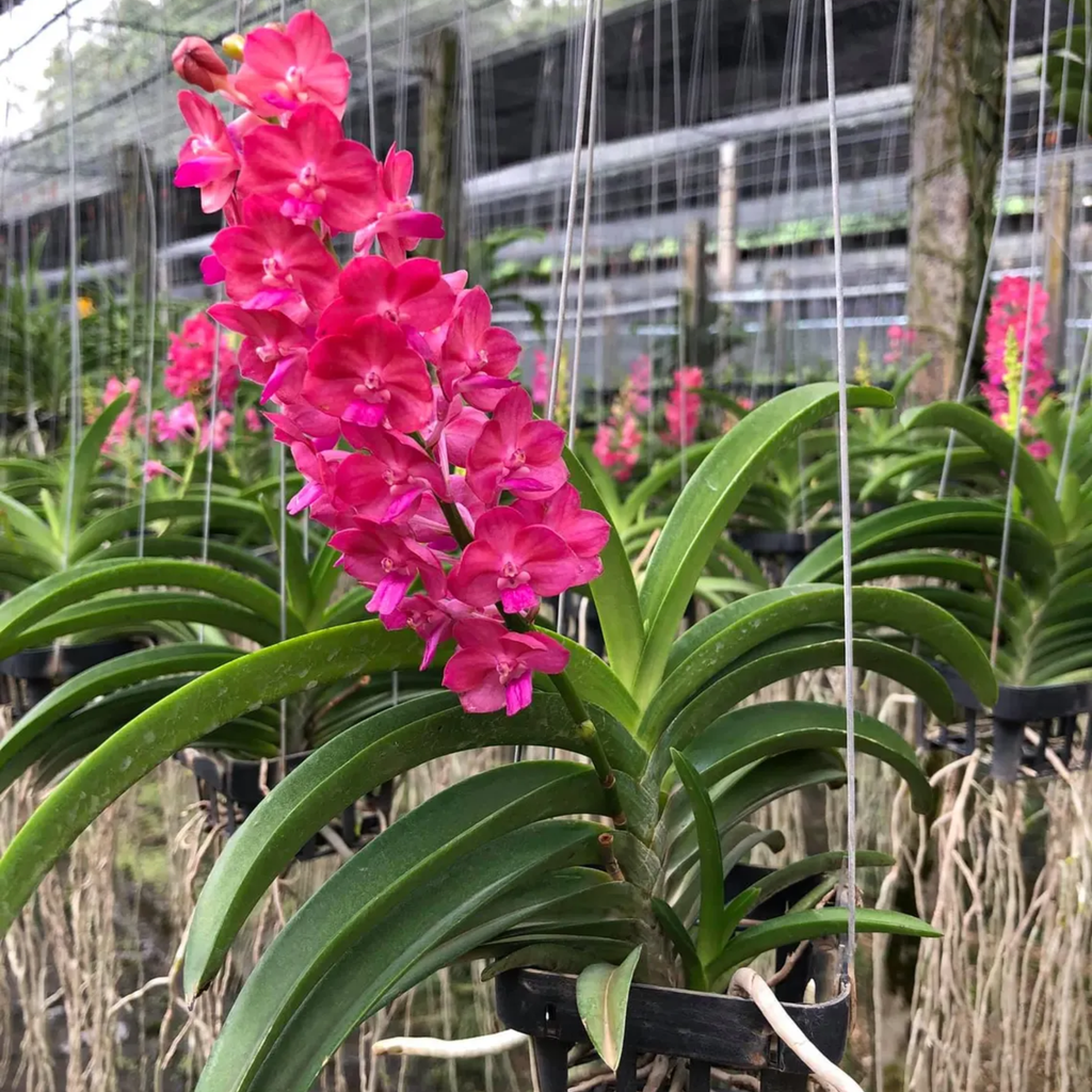 Rare Hot Pink Thai Vanda Orchid