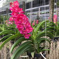 Rare Hot Pink Thai Vanda Orchid
