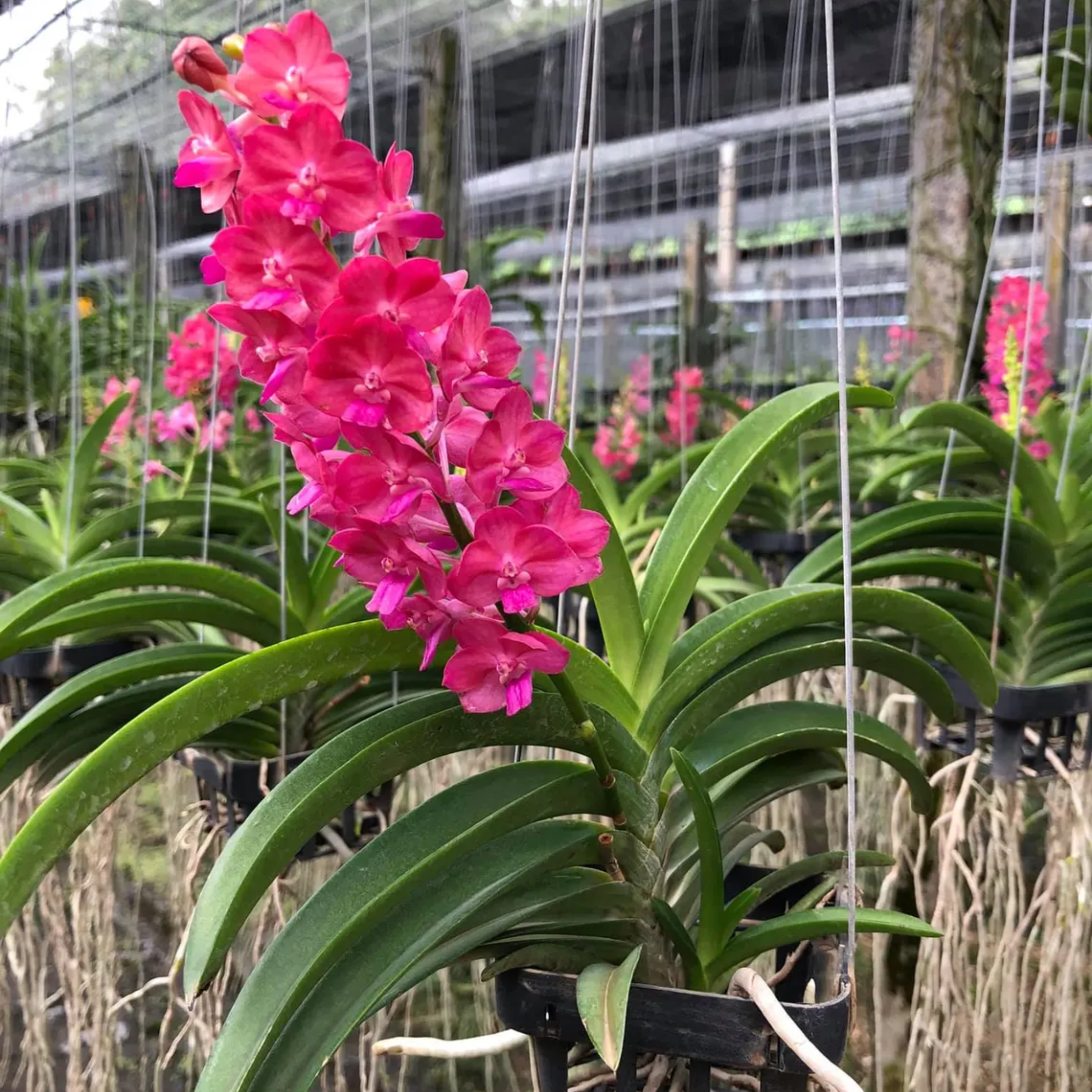 Rare Hot Pink Thai Vanda Orchid