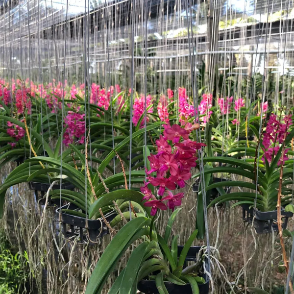 Rare Hot Pink Thai Vanda Orchid