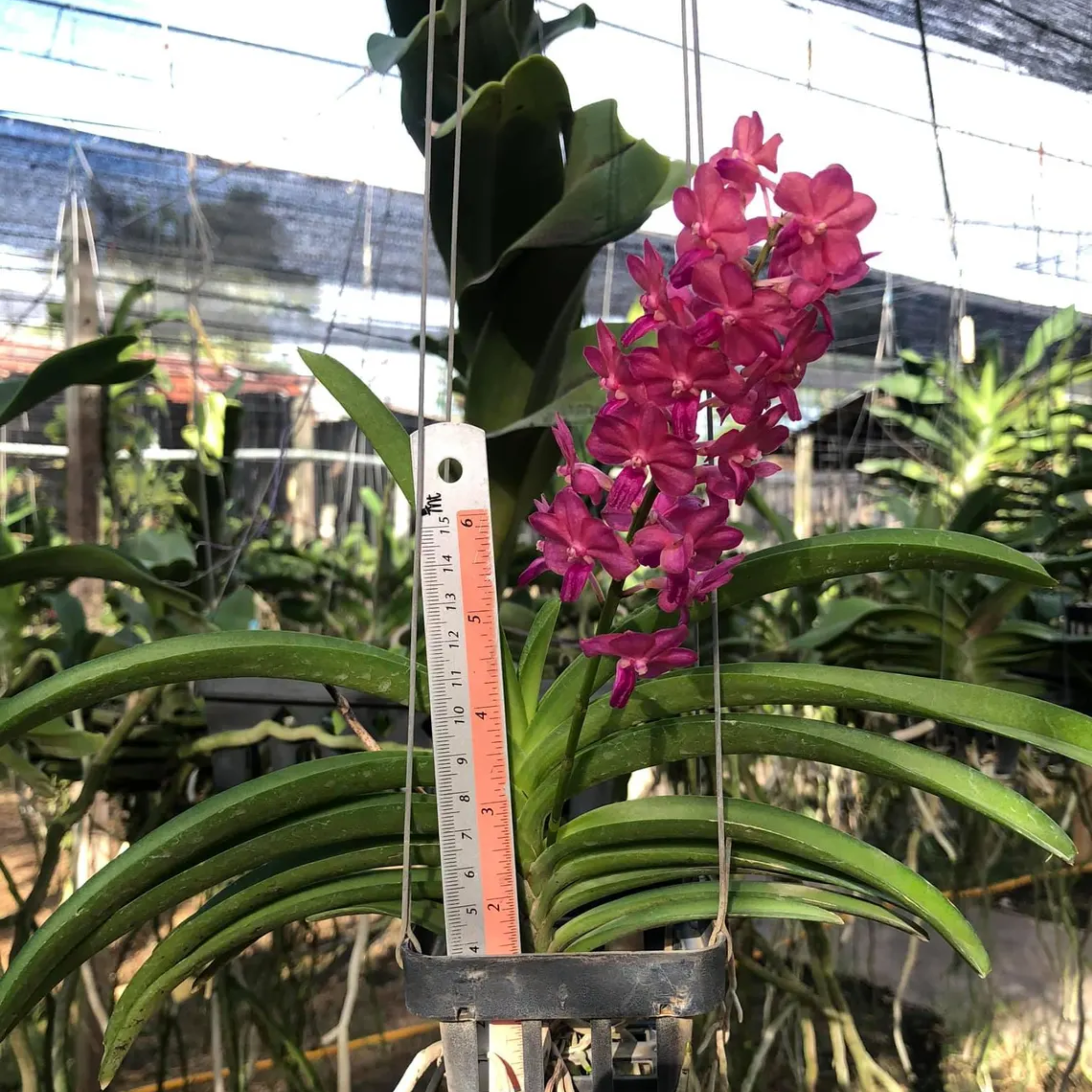 Rare Hot Pink Thai Vanda Orchid