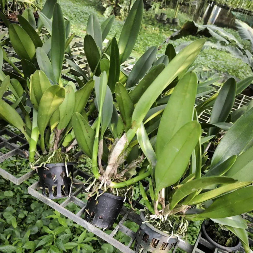 Exotic Hybrid Orchid Plant