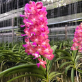 Thai Vanda Orchid Pink Magenta Flowers