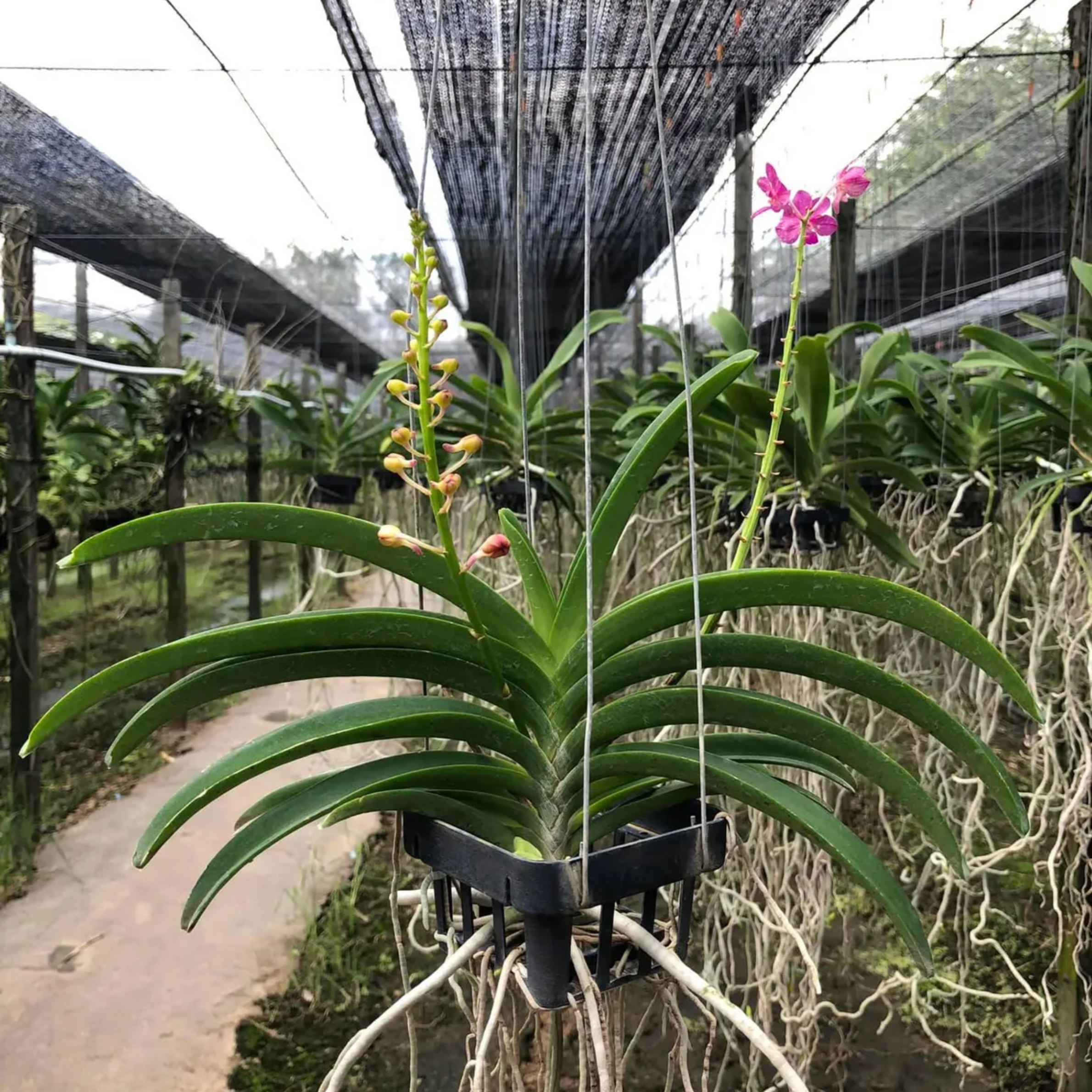 Thai Vanda Orchid Pink Magenta Flowers