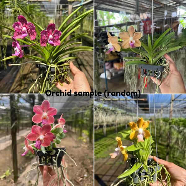 Set of 2 Fragrant Orchids – Random Assorted Colors for Home & Garden