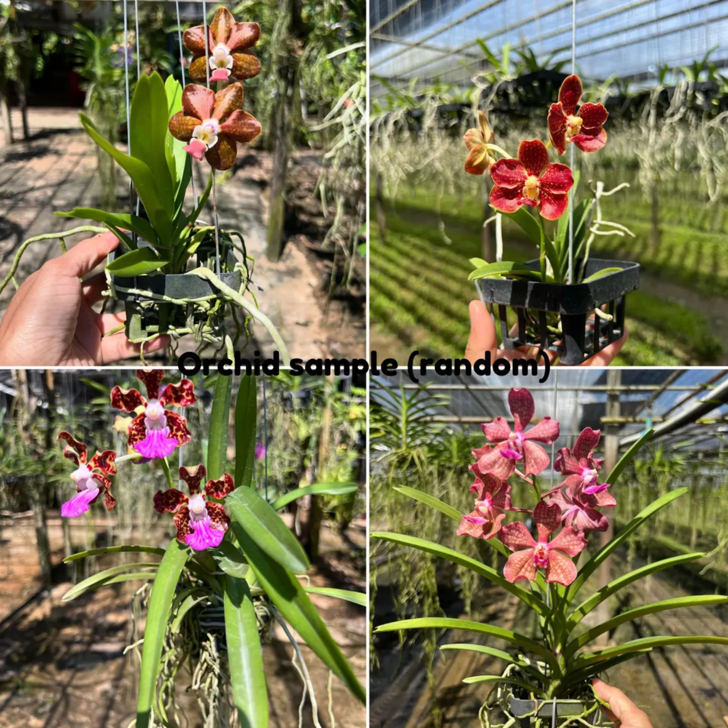 Set of 2 Fragrant Orchids – Random Assorted Colors for Home & Garden