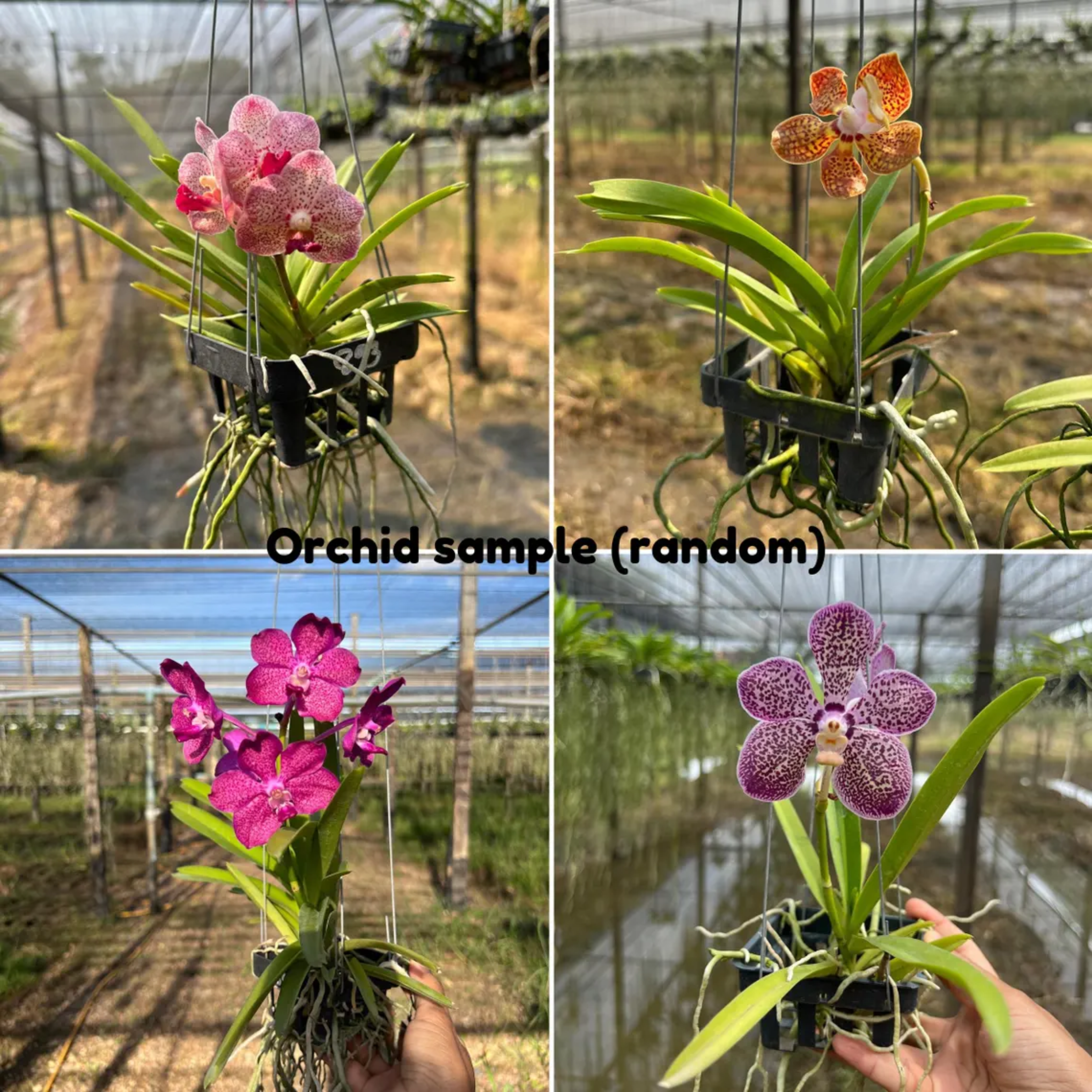 Set of 2 Fragrant Orchids – Random Assorted Colors for Home & Garden