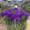 Set of 4 Vanda Patchara Blue Orchid Seedlings Violet-Blue Blooms