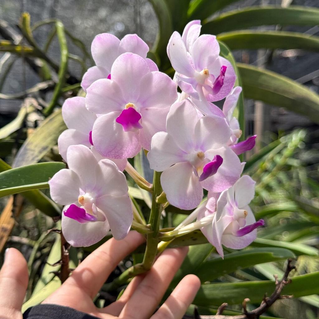 Rare Vanda Orchid Seedling, Surprise