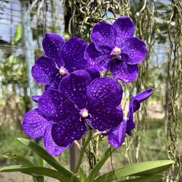 Set of 4 Vanda Patchara Blue Orchid Seedlings Violet-Blue Blooms