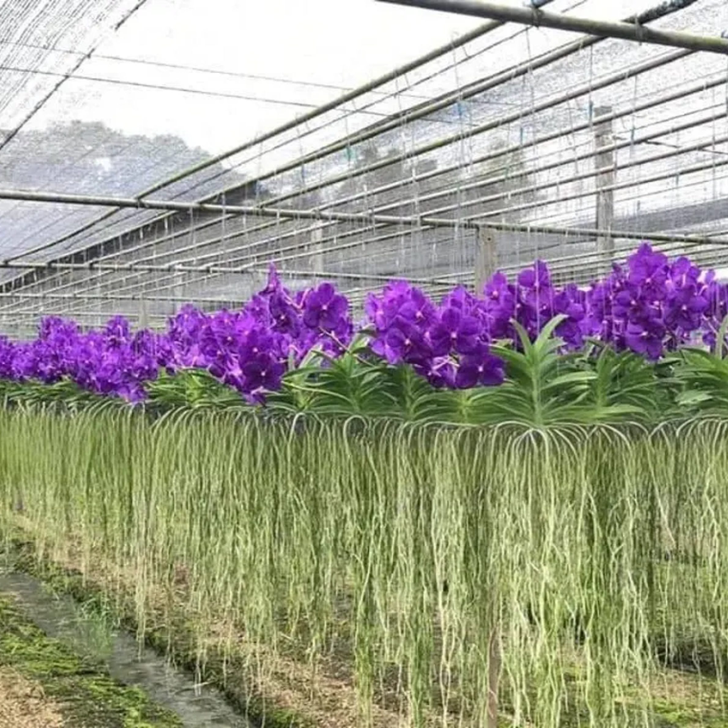 Set of 4 Vanda Patchara Blue Orchid Seedlings Violet-Blue Blooms