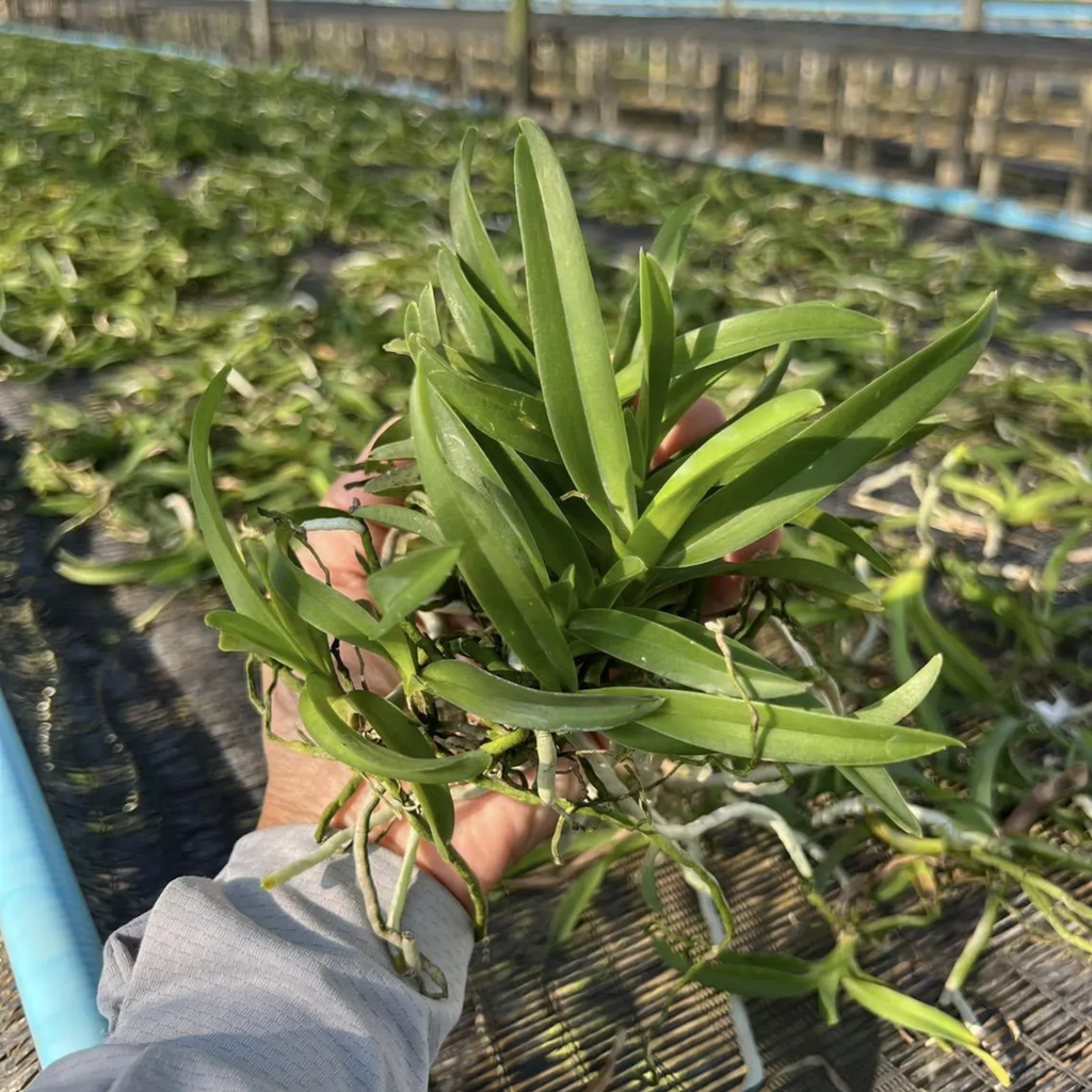 Set of 4 Vanda Patchara Blue Orchid Seedlings Violet-Blue Blooms