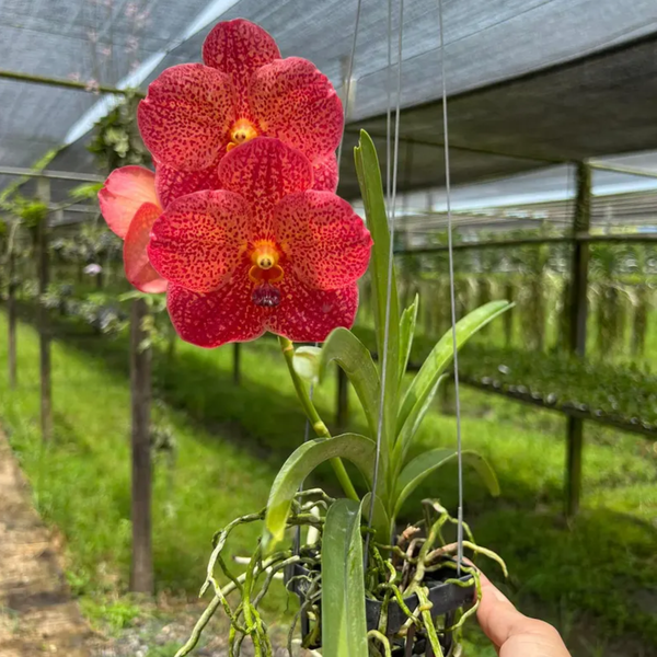 Set of 4 Crimson Flame Vanda Orchid Seedlings