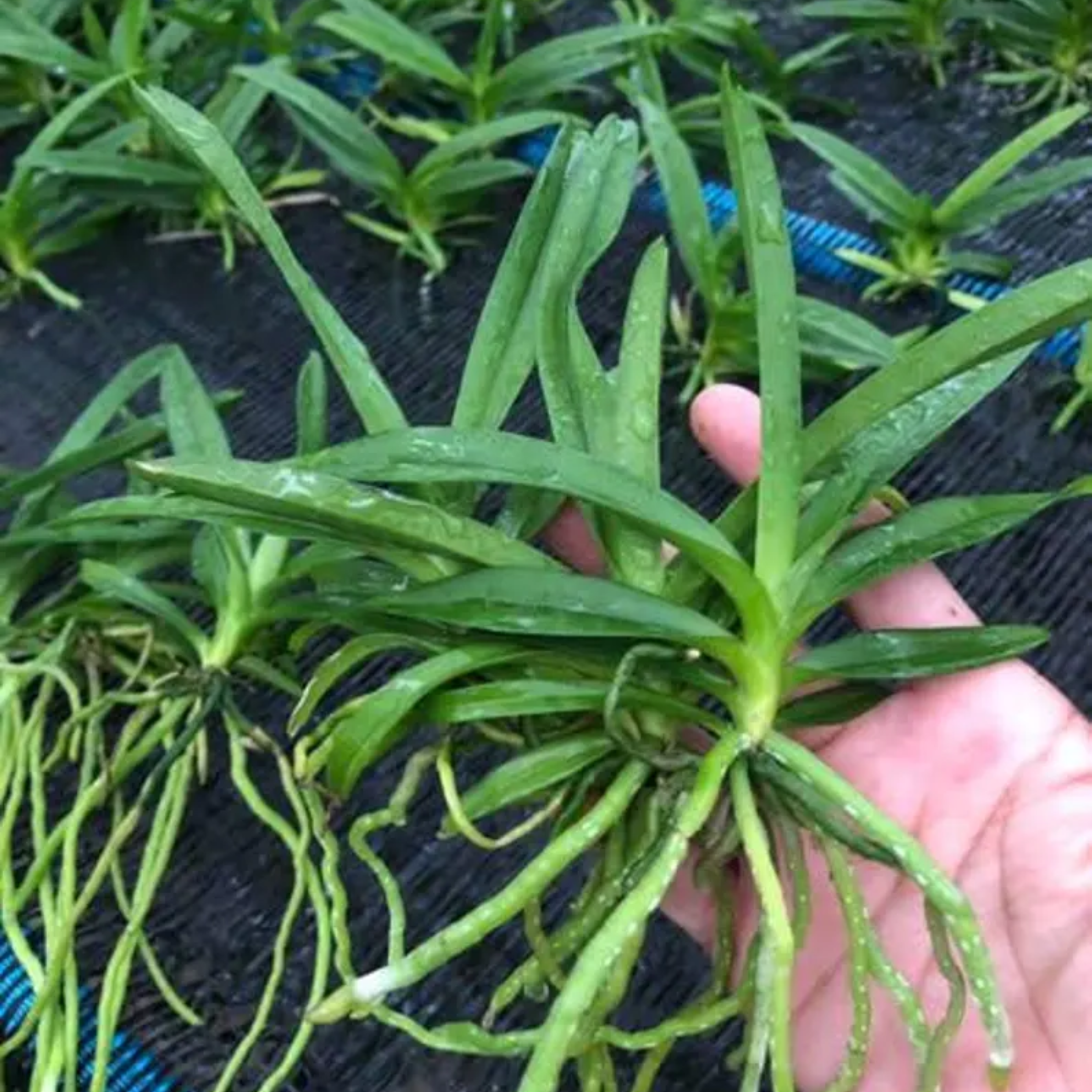 Set of 4 Crimson Flame Vanda Orchid Seedlings