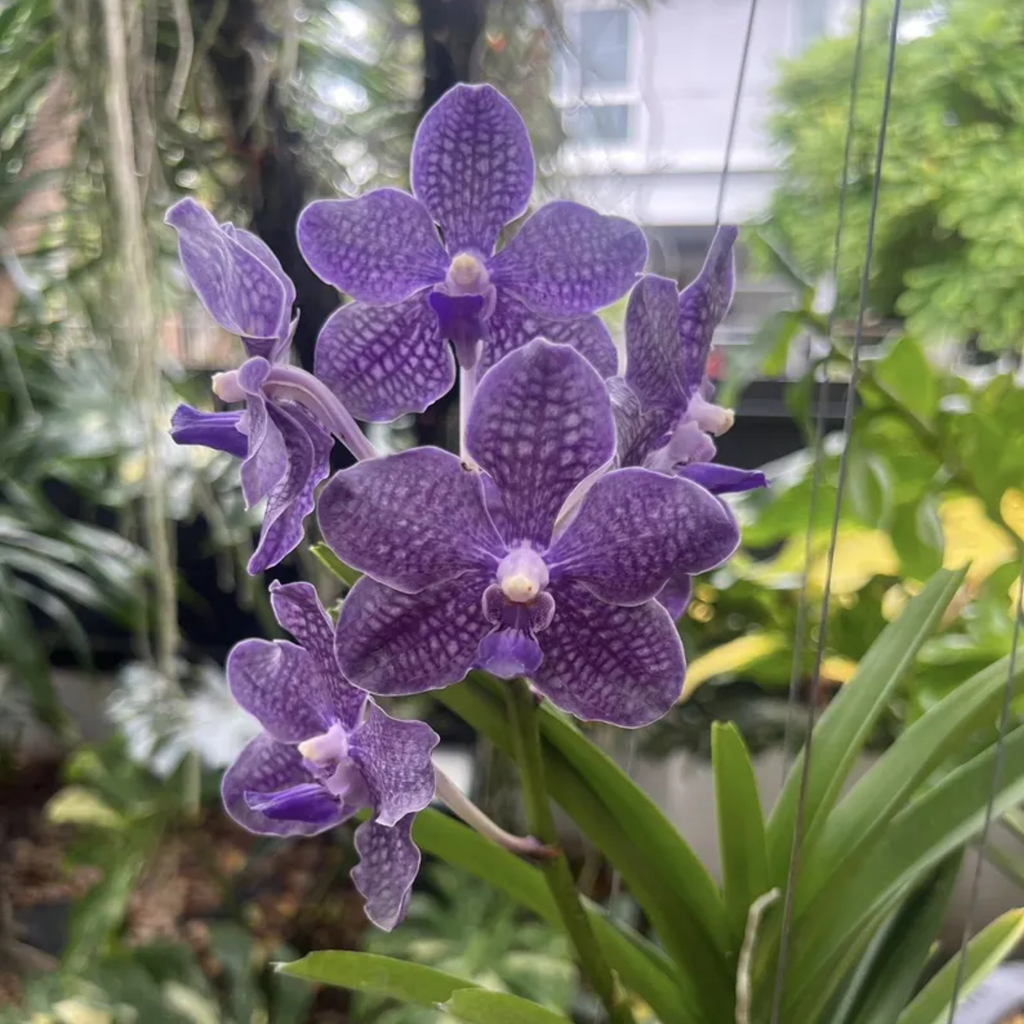 Rare Thai Orchid Fragrant Vanda Hybrid Tristar Blue