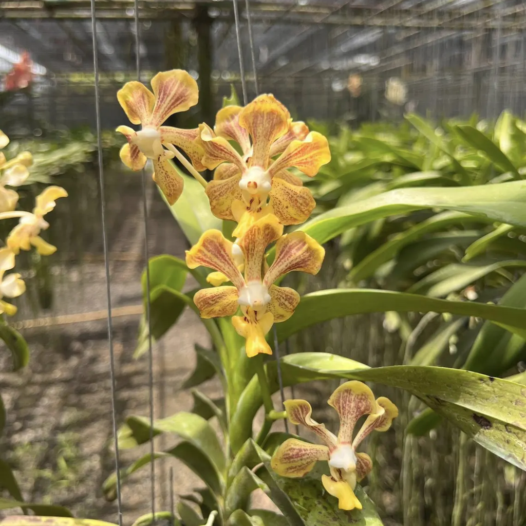 Vanda "Sam Poi Khun Tan" Orchid