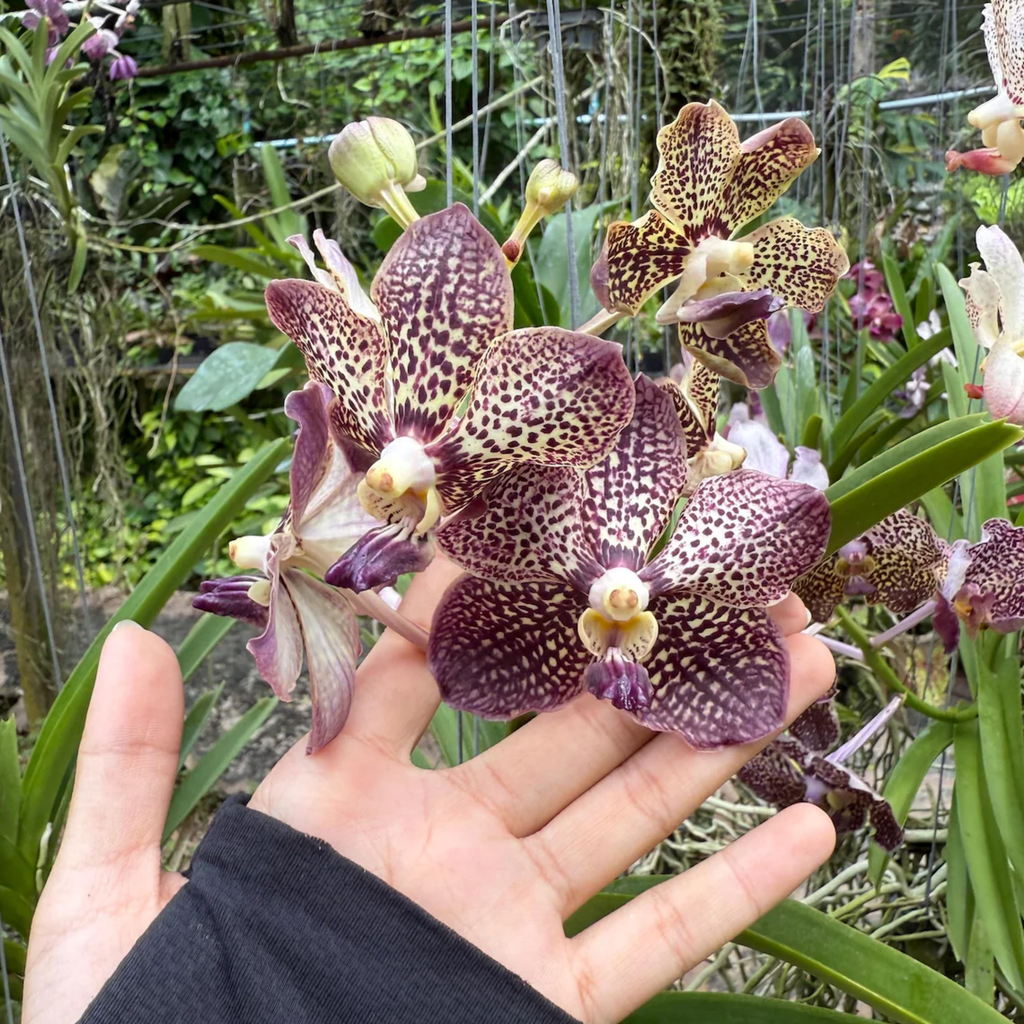 Rare Vanda Orchid Seedling, Surprise