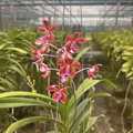 Vanda "Sam Poi Khun Tan" Orchid