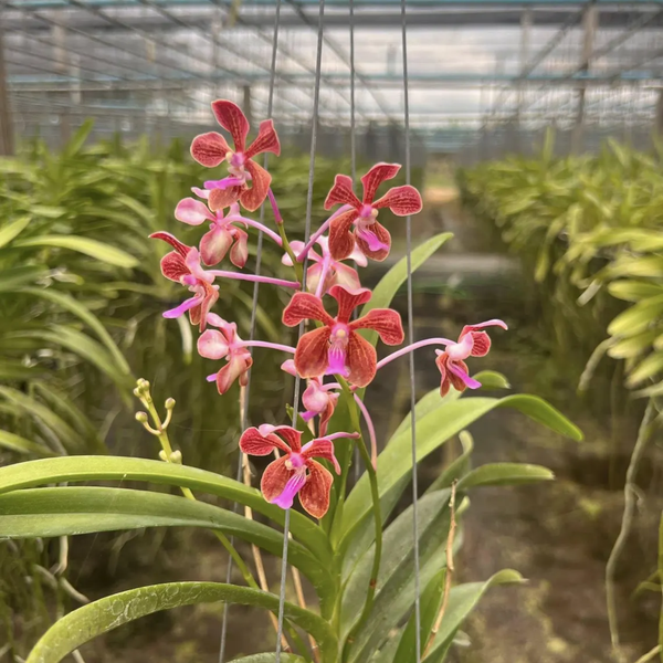 Vanda "Sam Poi Khun Tan" Orchid