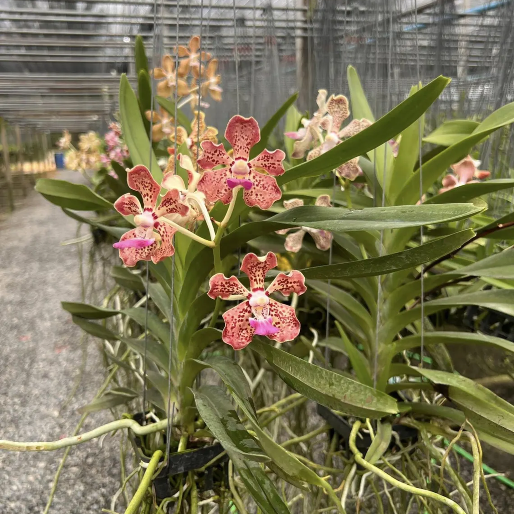 Vanda "Sam Poi Khun Tan" Orchid