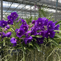 Vanda Tristar Blue – Rare Deep Blue Orchid