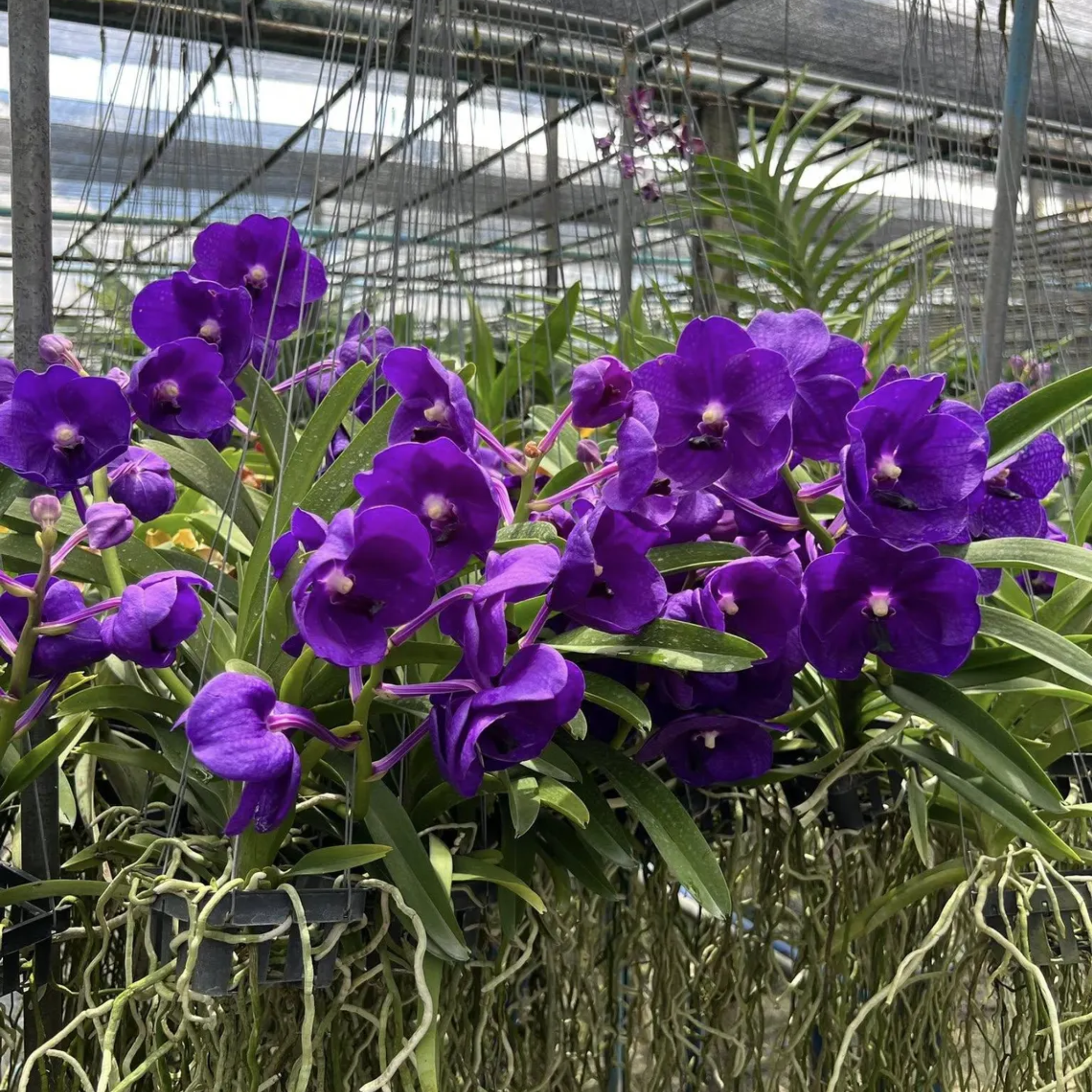 Vanda Tristar Blue – Rare Deep Blue Orchid