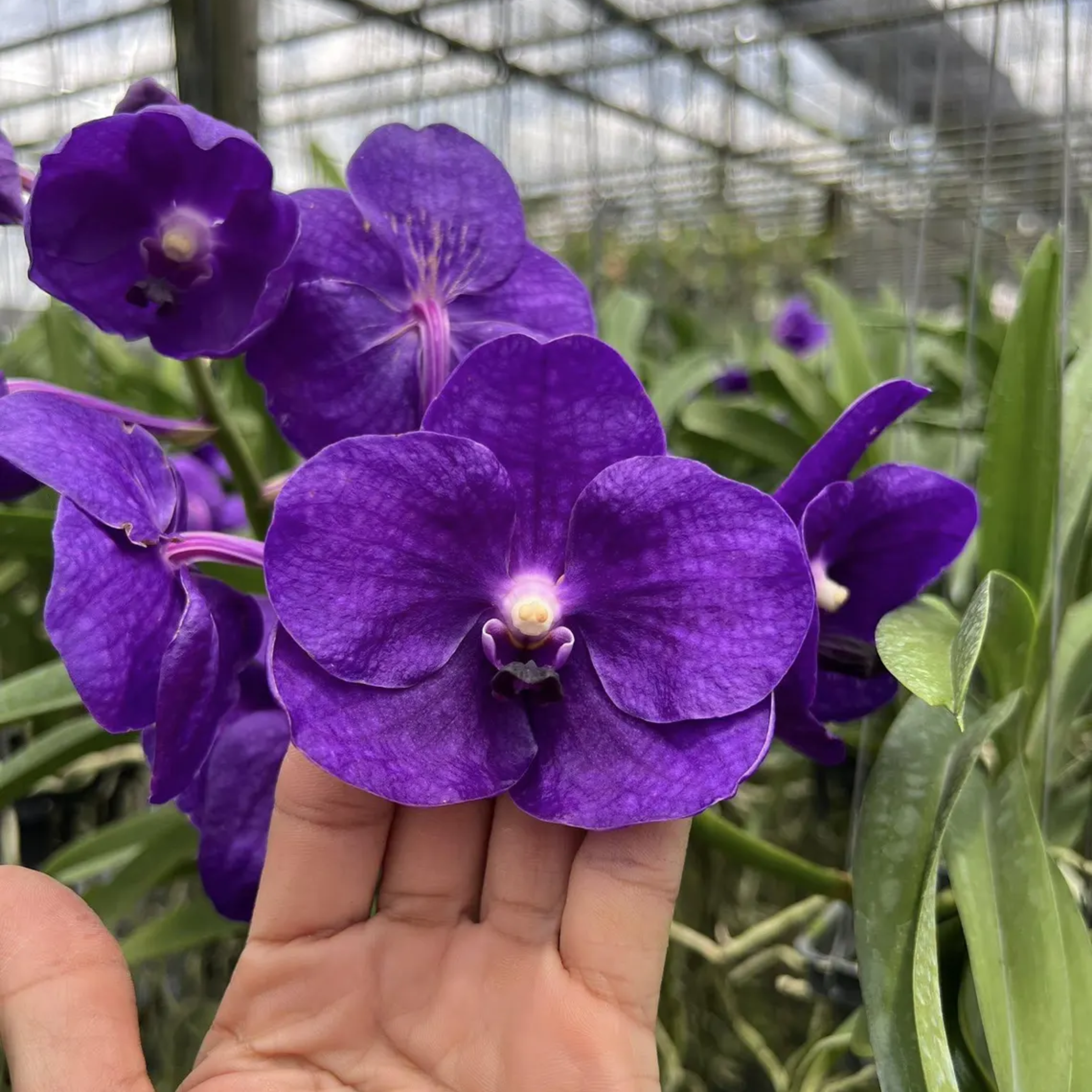 Vanda Tristar Blue – Rare Deep Blue Orchid
