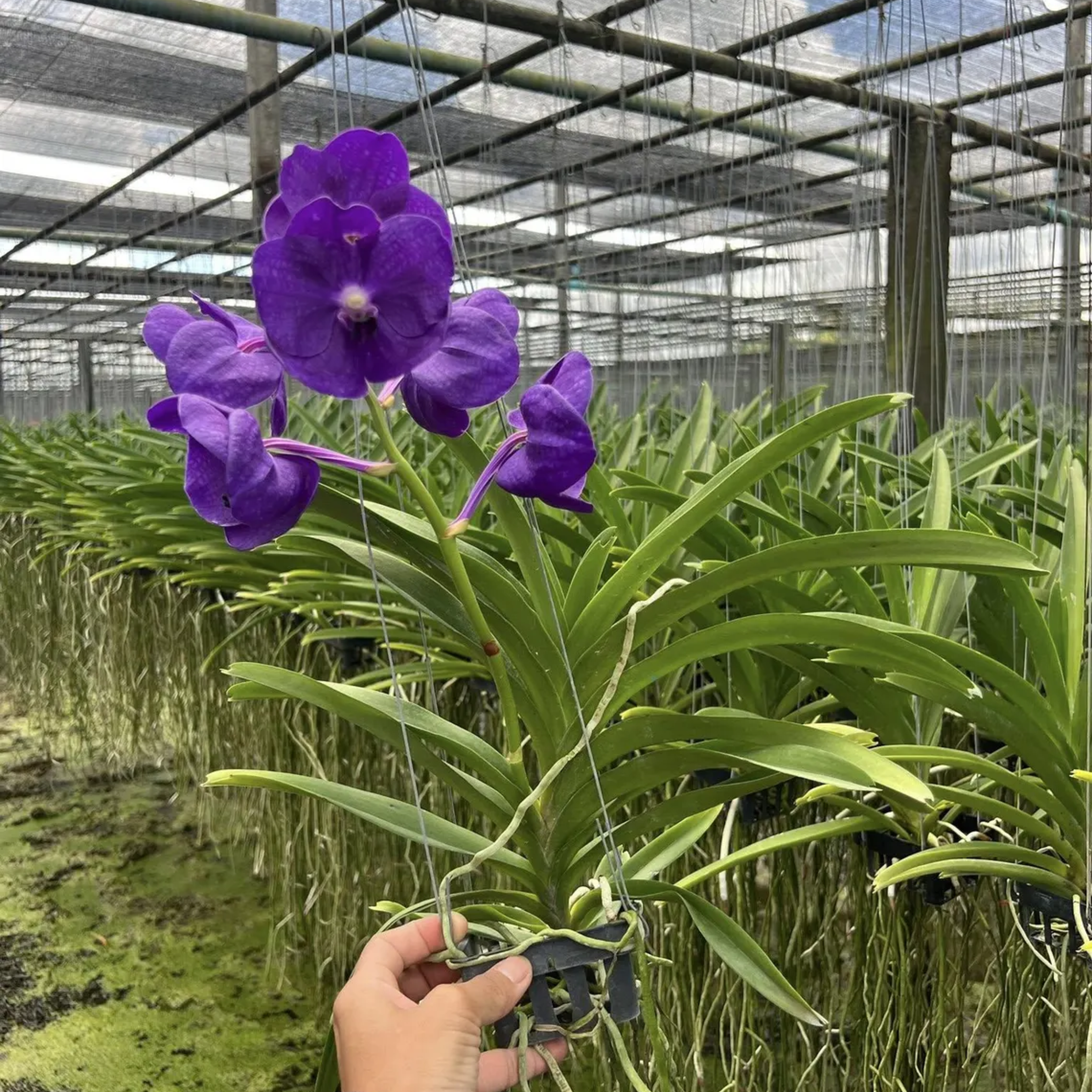 Vanda Tristar Blue – Rare Deep Blue Orchid
