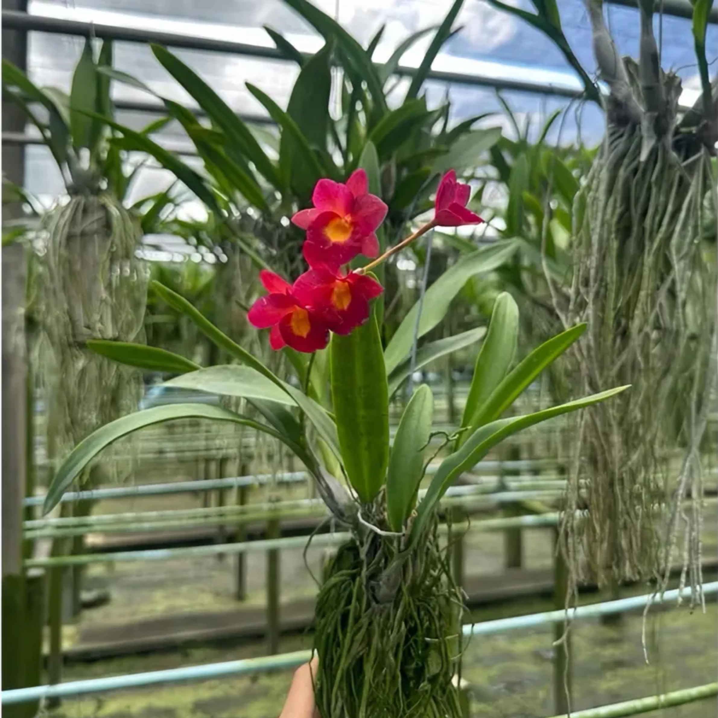 Cattleya ‘Why Not’ Mounted Orchid