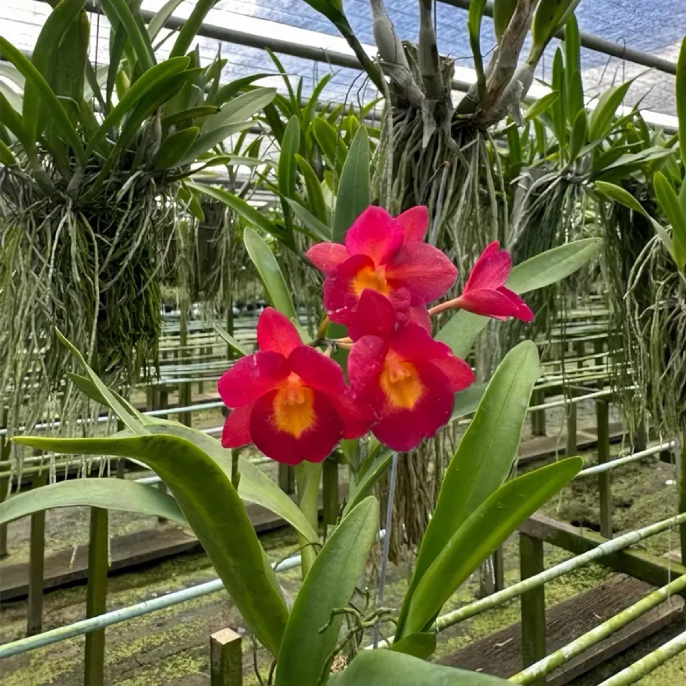 Cattleya ‘Why Not’ Mounted Orchid