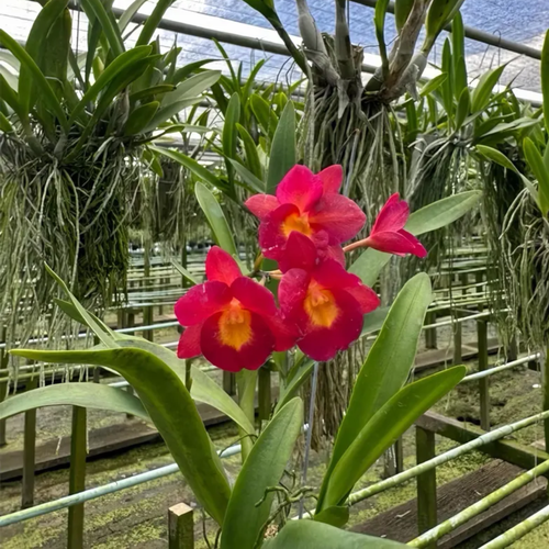 Cattleya ‘Why Not’ Mounted Orchid