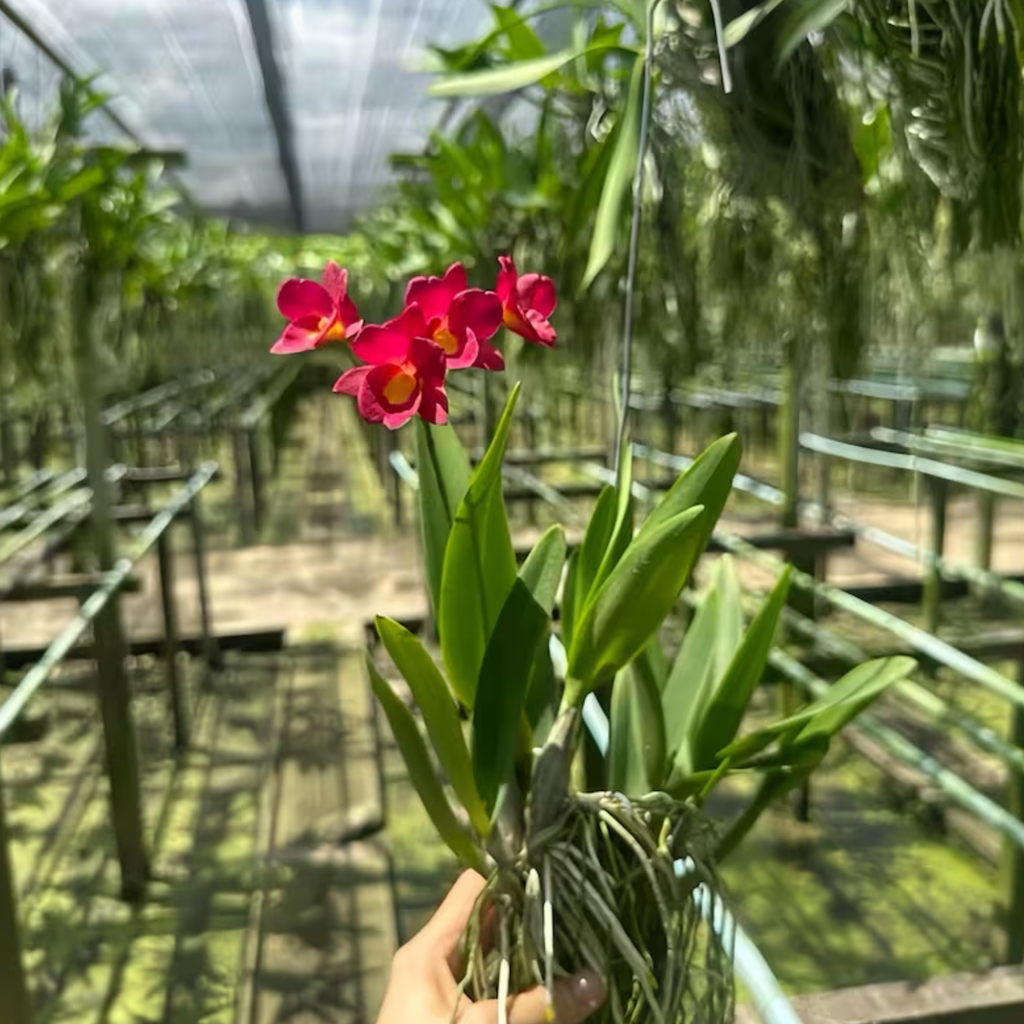 Cattleya ‘Why Not’ Mounted Orchid