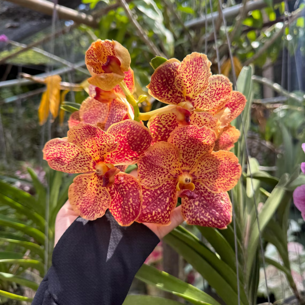 Rare Vanda Orchid Seedling, Surprise