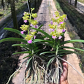 Hybrid Orchidee (Vietnam Rose × Rhynchostylis coelestis)