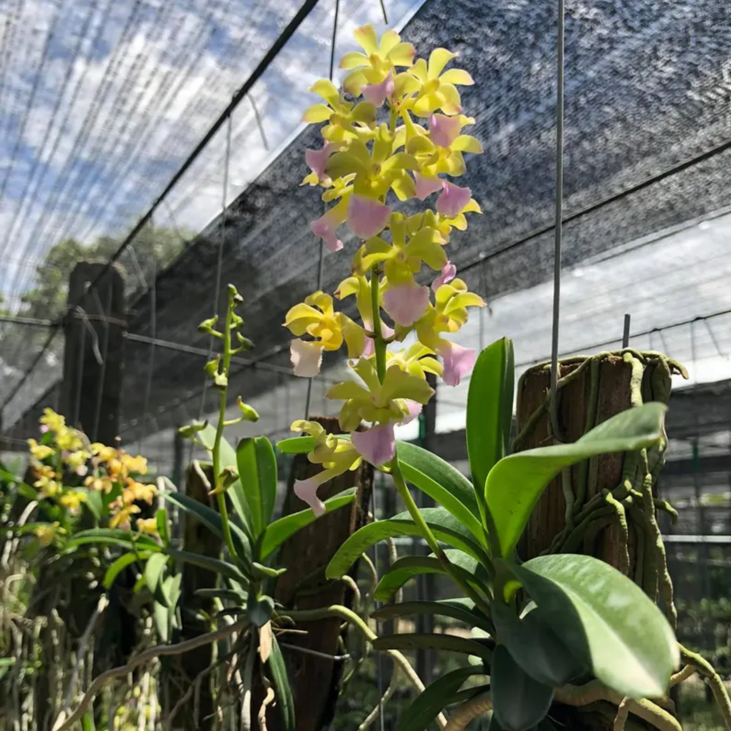Hybrid Orchidee (Vietnam Rose × Rhynchostylis coelestis)