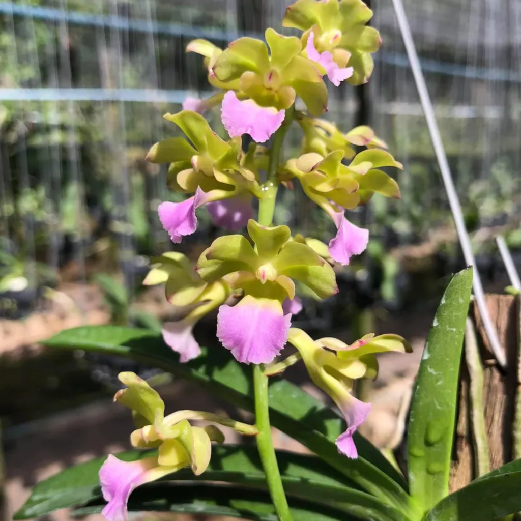Hybrid Orchidee (Vietnam Rose × Rhynchostylis coelestis)