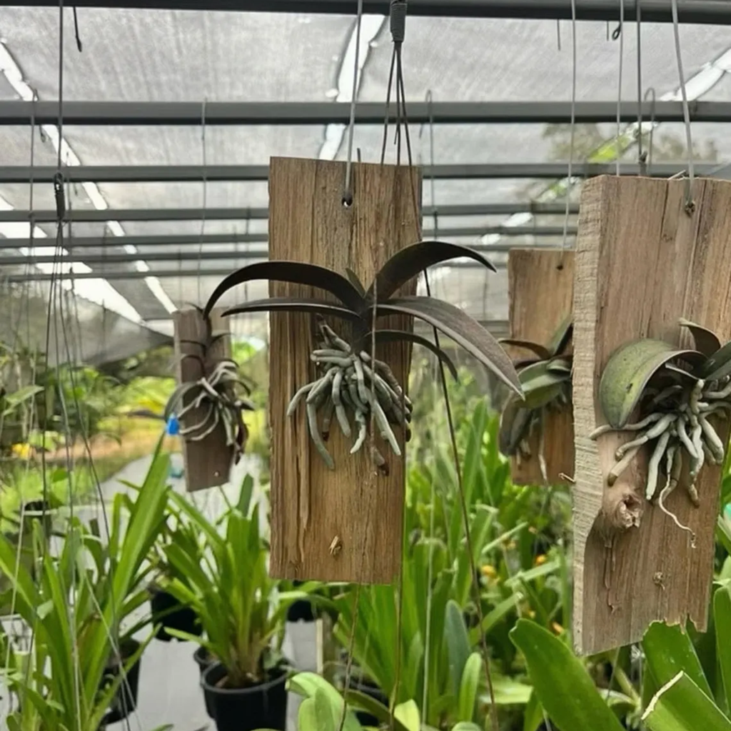Doritis pulcherrima – Thai Ground Orchid, Long Flower Spikes, Purple Pink Native Orchid