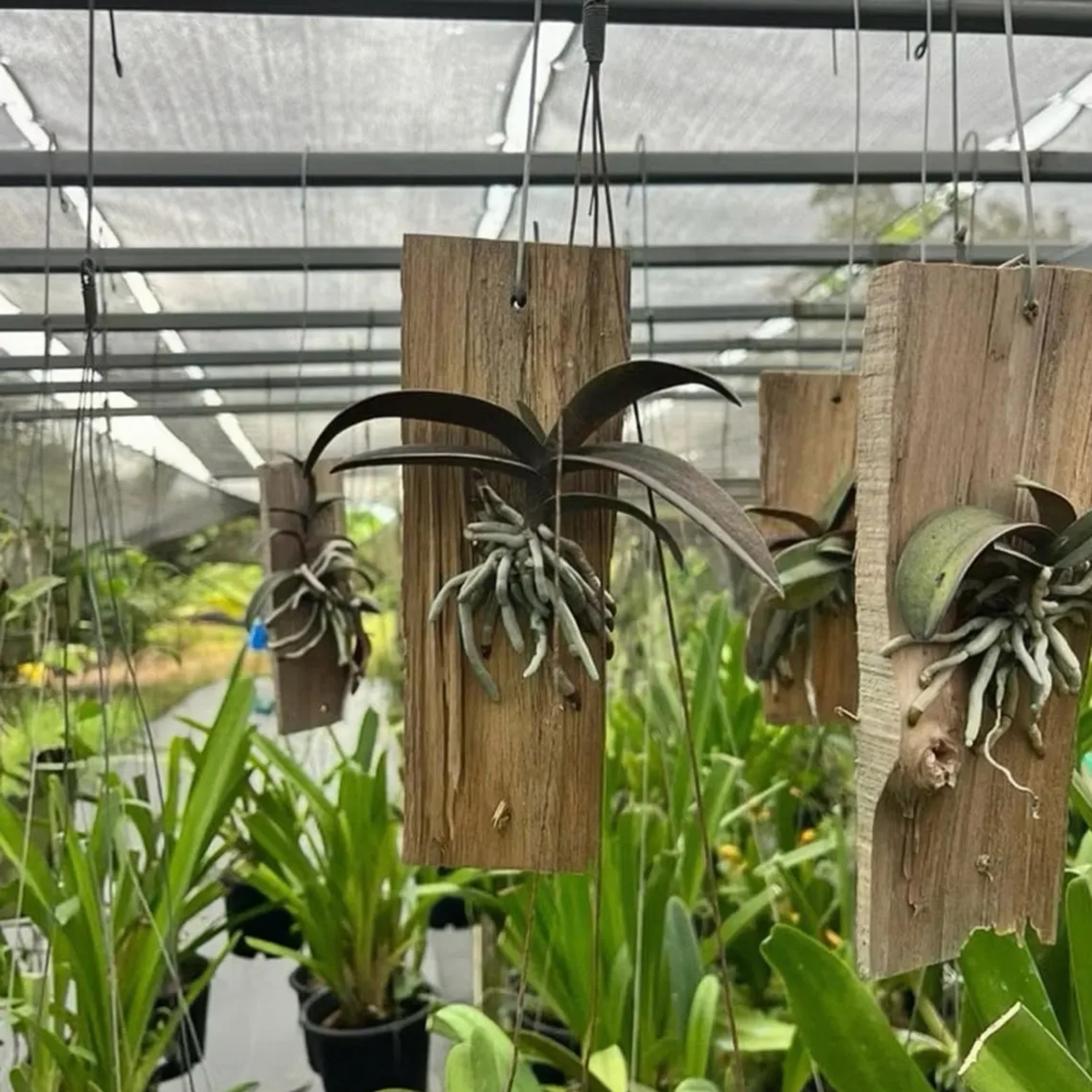 Doritis pulcherrima – Thai Ground Orchid, Long Flower Spikes, Purple Pink Native Orchid