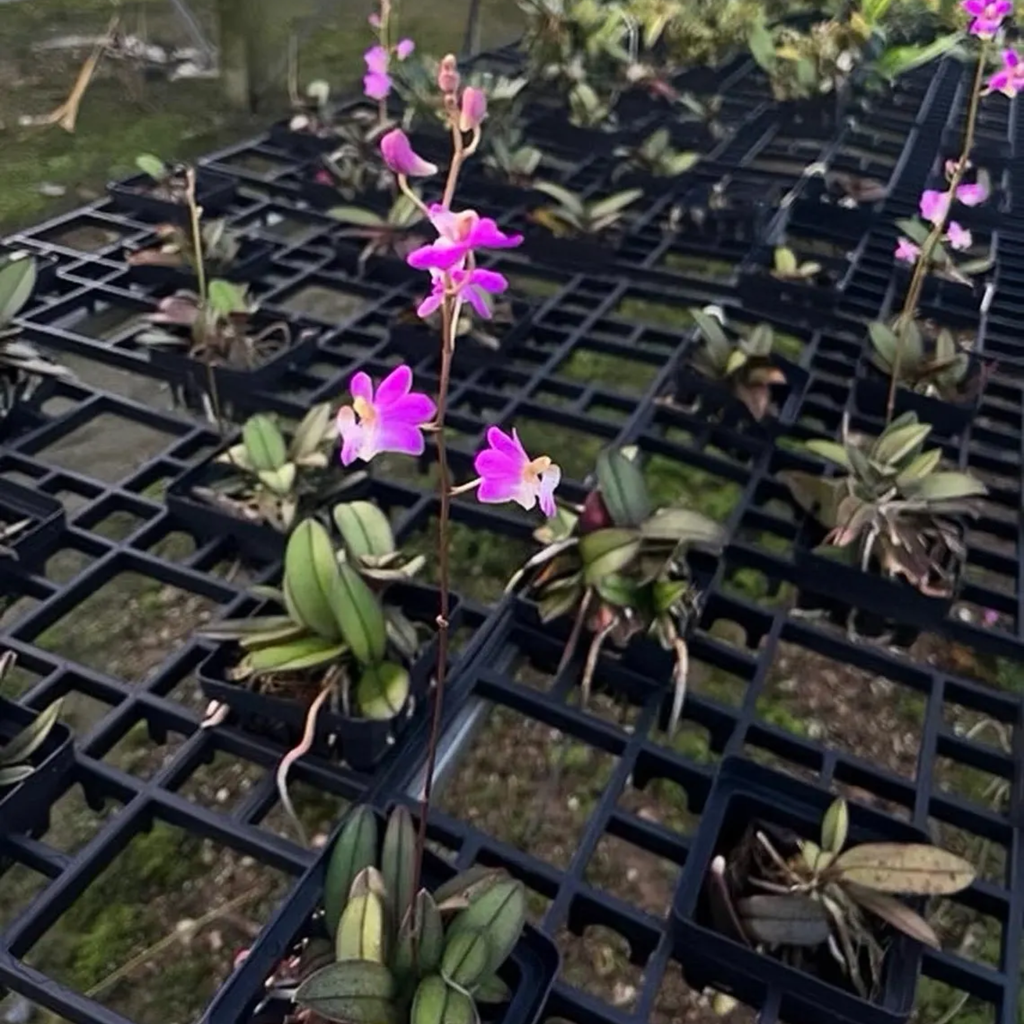Doritis pulcherrima – Thai Ground Orchid, Long Flower Spikes, Purple Pink Native Orchid
