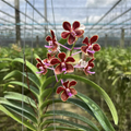 Fragrant Philippine Scented Hybrid Seedling Vanda Orchid – Rare Baby Orchid, Tropical Collector’s Plant
